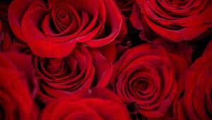 Vor dem Valentinstag - Rote Rosen