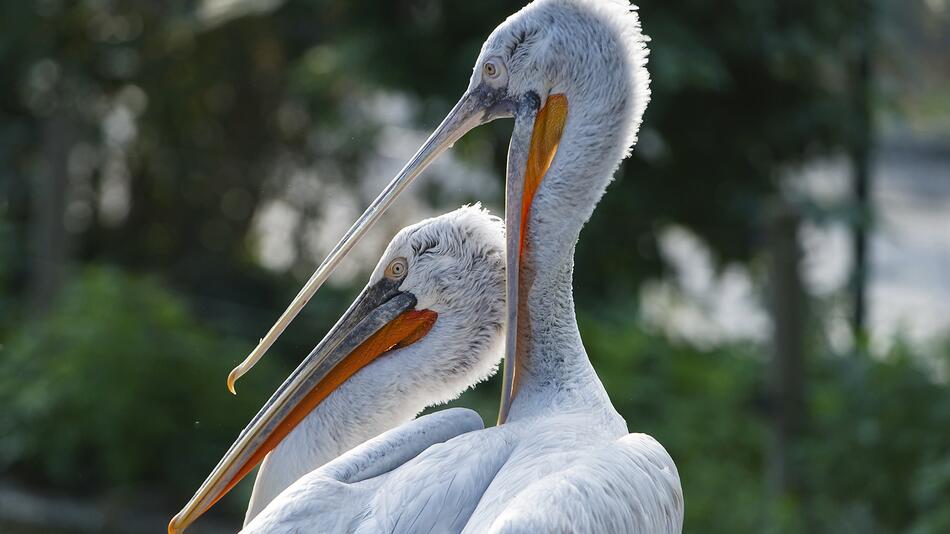 Krauskopfpelikan, Schönbrunn, Vogelgrippe