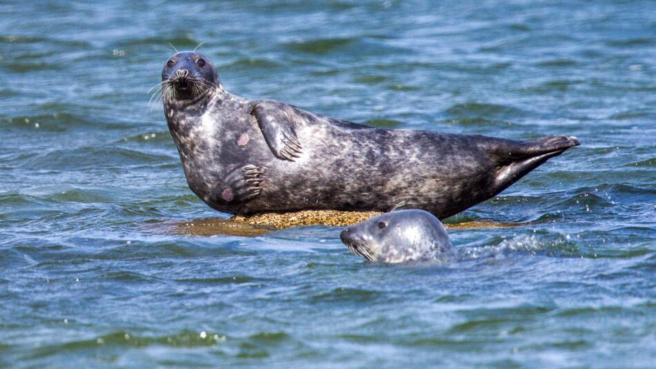 Kegelrobben in Ostsee