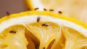 Fruchtfliegen auf Orange