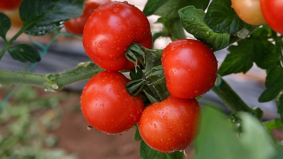 Korrektur!Tomatenpflanzen: Der häufigste Fehler beim Giessen