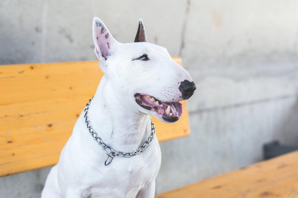 Ein weisser Bullterrier