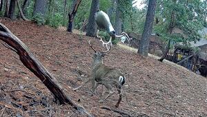 Hirsch geht auf Attrappe los – und ist sichtlich verwirrt