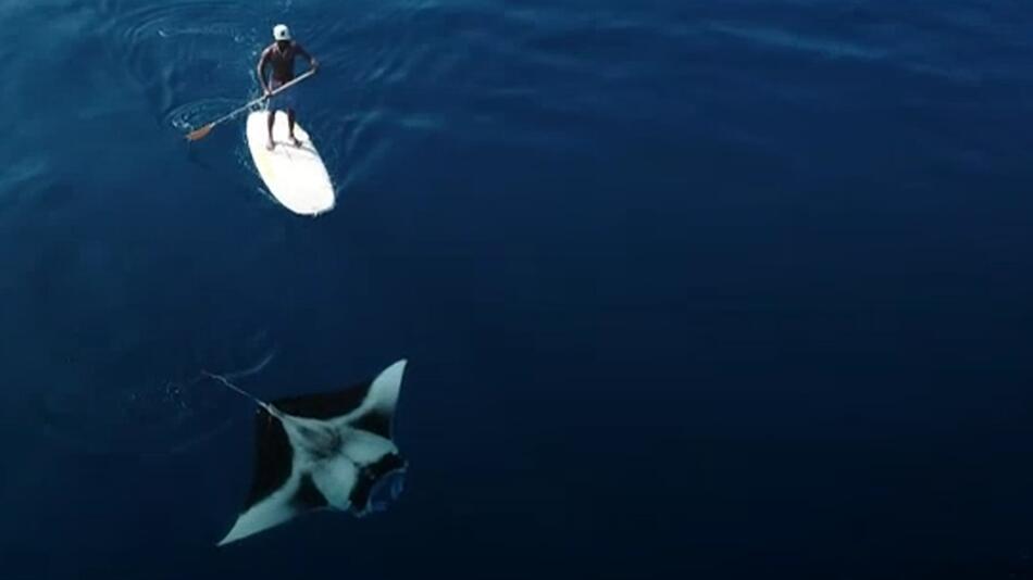 Mantarochen, Malediven,