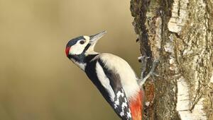Ein Buntspecht am Baumstamm einer Birke.