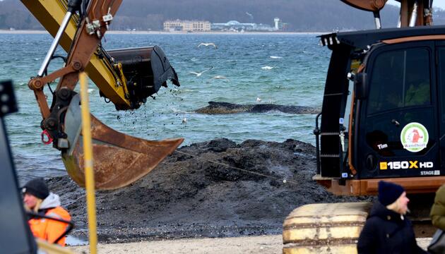 Wal an der Ostseeküste gestrandet