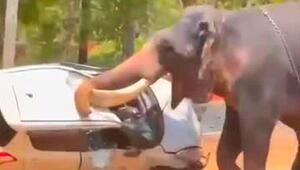 Elefant in Rage: Bulle spiesst Auto mit Stosszähnen auf