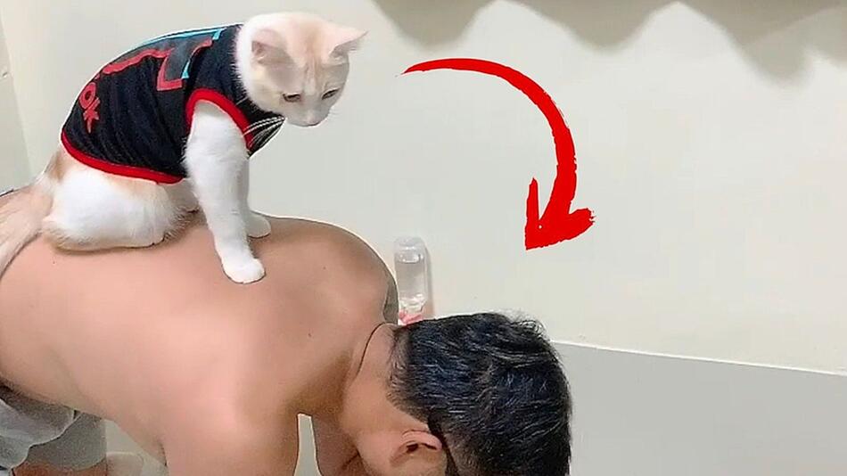 Tierischer Trainer: Kater hilft Mann beim Workout