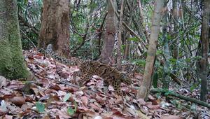 Artenvielfalt im Virachey-Nationalpark