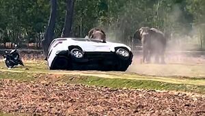 Paarung missglückt: Elefantenbulle dreht durch und rammt Autos