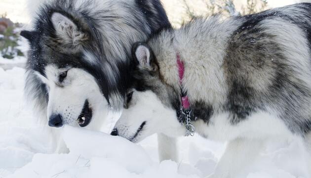 Wie gefährlich ist Schneefressen für Hunde?