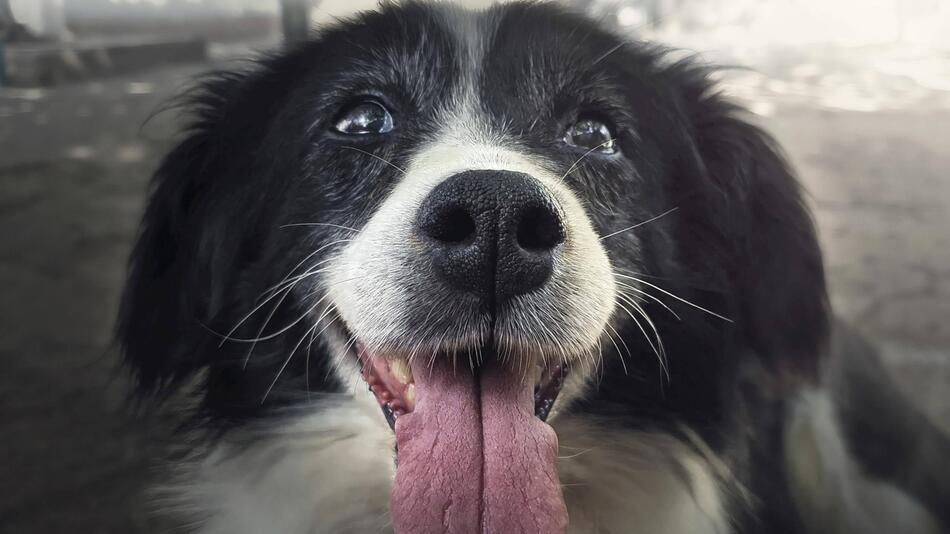 Hund
