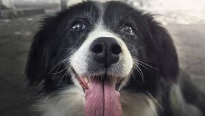 Hund 