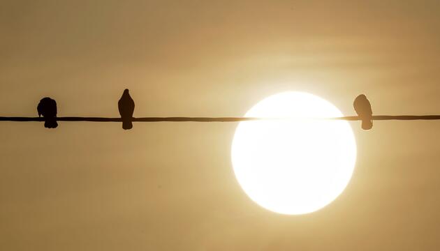 Saharastaub - trübe Sonne am grauen Himmel
