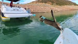 Abenteuer-Katze: „Noca“ will von Paddle Board springen und verschätzt sich