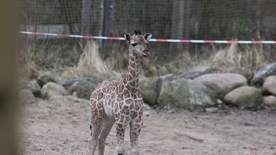 Schweriner Zoo: Giraffen-Baby erstmals draussen zu sehen