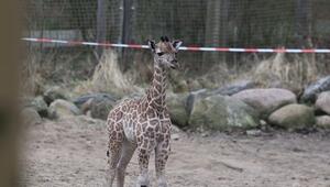 Schweriner Zoo: Giraffen-Baby erstmals draussen zu sehen