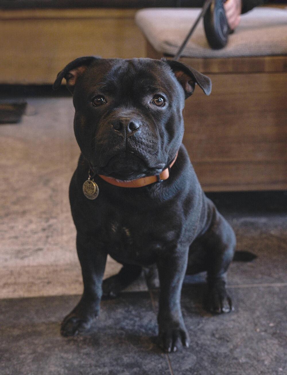 Ein schwarzer Staffordshire Bullterrier
