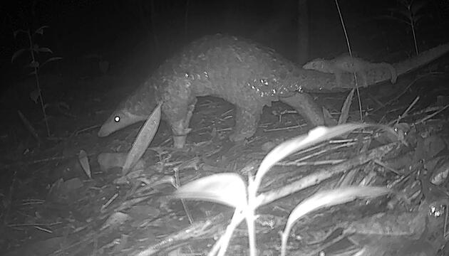 Artenvielfalt im Virachey-Nationalpark
