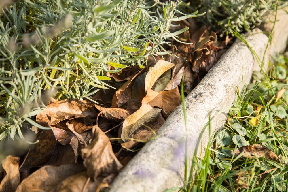 Lavendelbeet mit Laubschicht gegen Frost