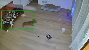 „Shakesgiving“: Erdbeben der Stärke 6,0 erschüttert Alaska