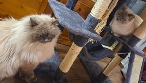 Katzen nach Diebstahl wieder vereint