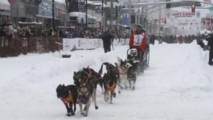 Schlittenhunderennen Iditarod