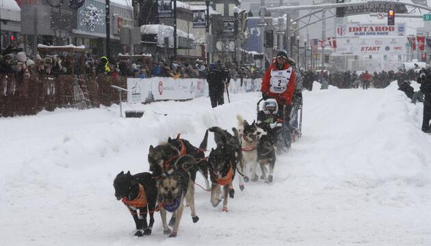 Schlittenhunderennen Iditarod