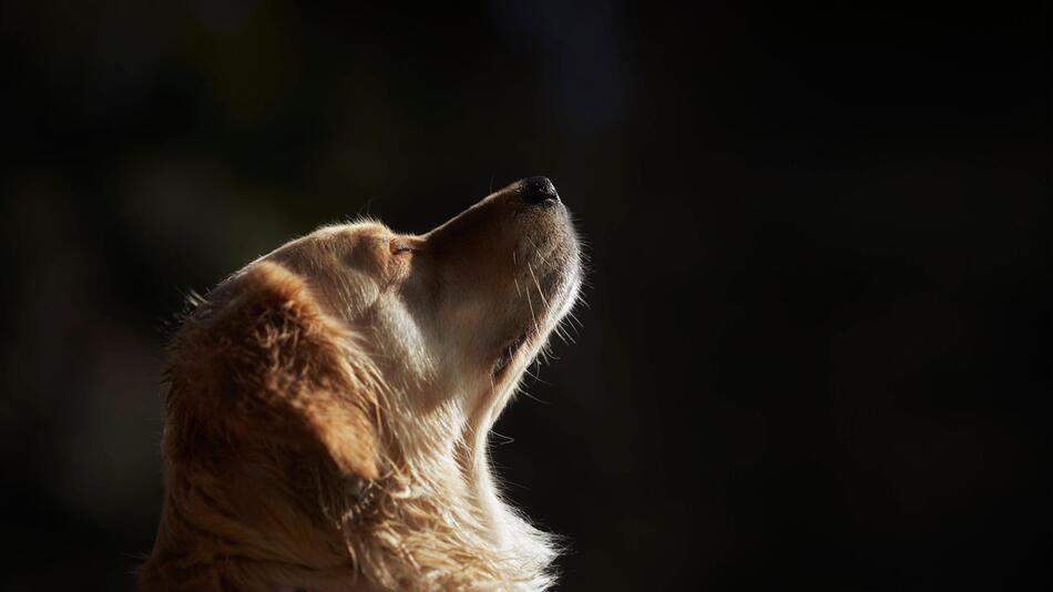 Studie Hunde können in bestimmten Momenten vor Freude weinen GMX.CH