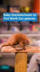 Zuckersüss: Baby-Stachelschwein im Fort Worth Zoo geboren