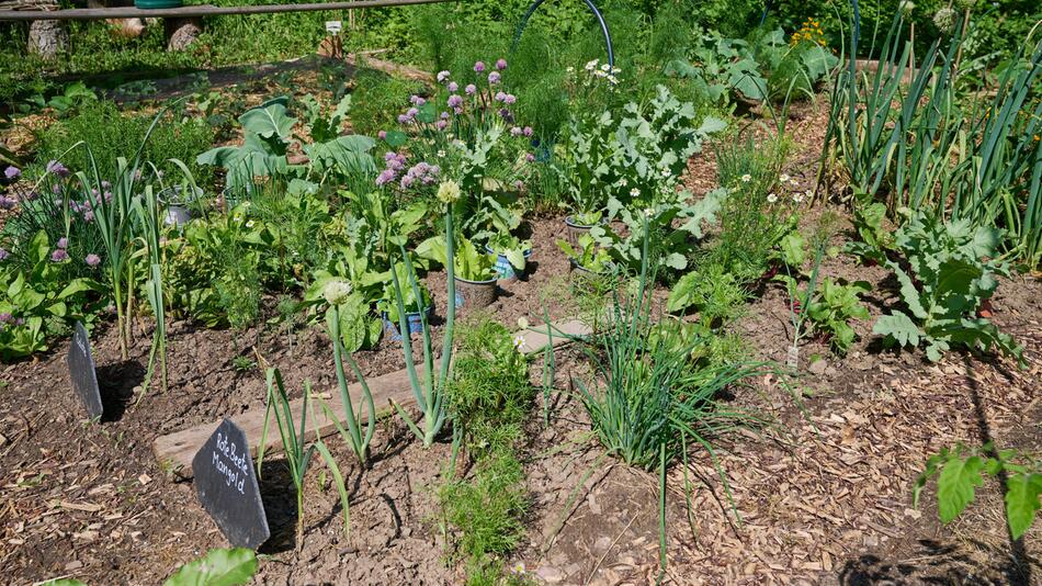 Ein Gemüsebeet im Garten