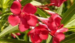 Oleander Pflegefehler