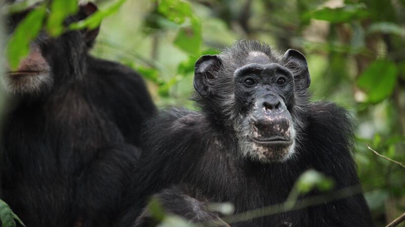 Schimpansen-Weibchen der Ngogo-Gemeinschaft