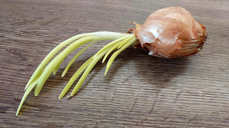 keimende Zwiebel