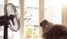 Katze vor einem Ventilator am Fenster