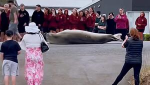 Alle lieben Neil the seal