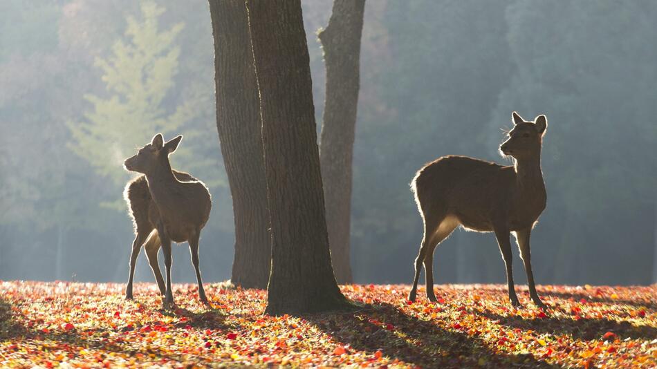 Rehe im Nara-Park