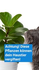 Diese Pflanzen können dein Haustier vergiften