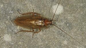 Bernstein-Waldschabe