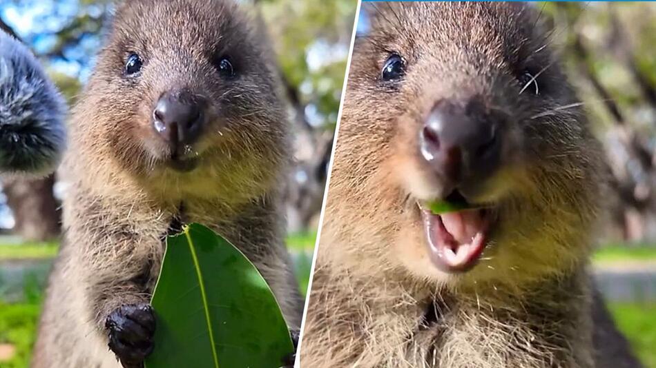 Einfach happy: Überglückliches Quokka beim Naschen erwischt