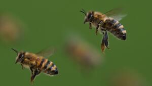 Honigbienen im Flug