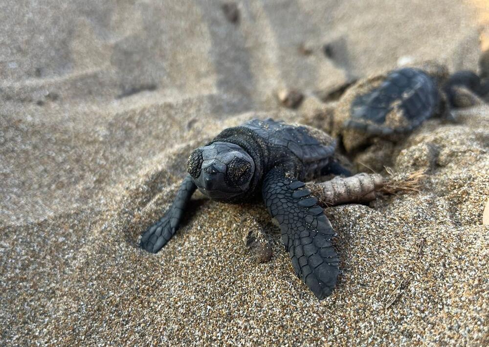 Schildkröten passen ihre Eiablage an den Klimawandel an