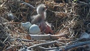 Doppelter Nachwuchs: Weisskopfseeadler Jackie und Shadow begrüssen zwei Küken