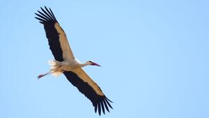 Weissstorch