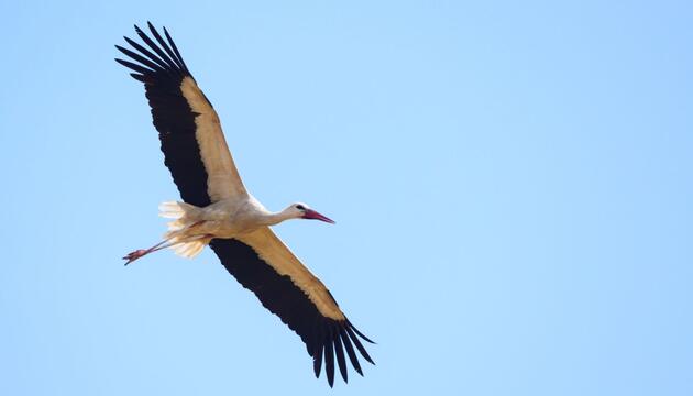 Weissstorch