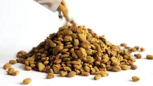 Saatgut von Bockshornklee-Sprossen