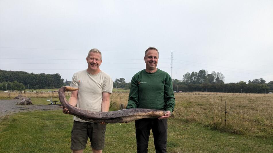 Walpenis auf Bornholm angespült