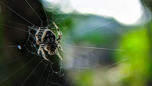 Darwin-Rindenspinnenart