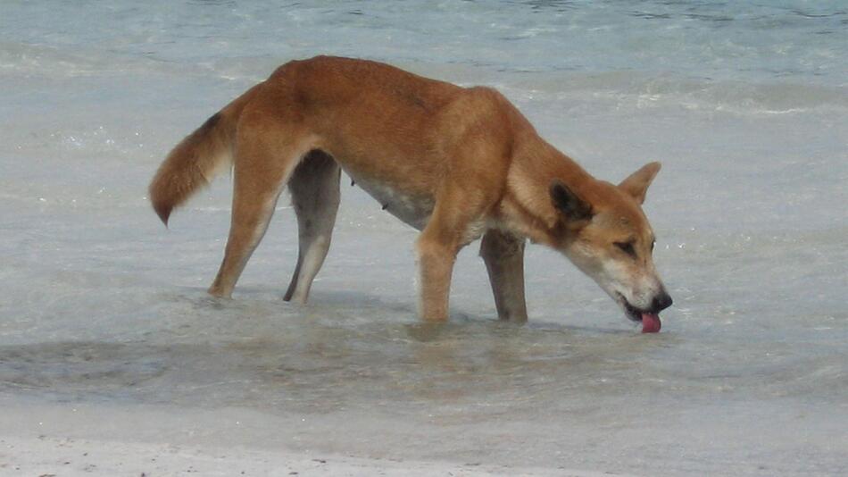 Dingo-Angriffe in Australien