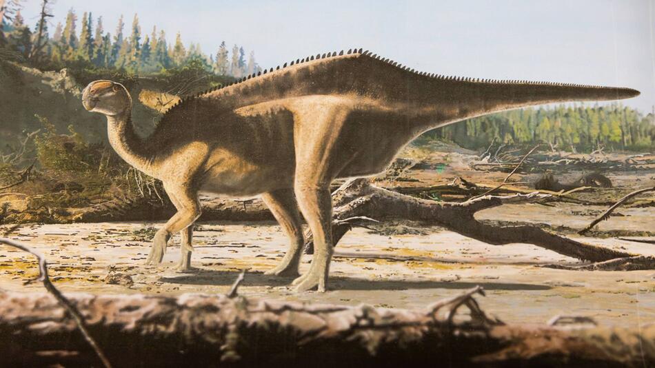 Dinosaurier mit Hautsegel entdeckt
